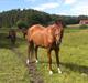 Hannoveraner wilburs Taita