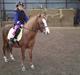 Welsh Pony (sec B) Misty
