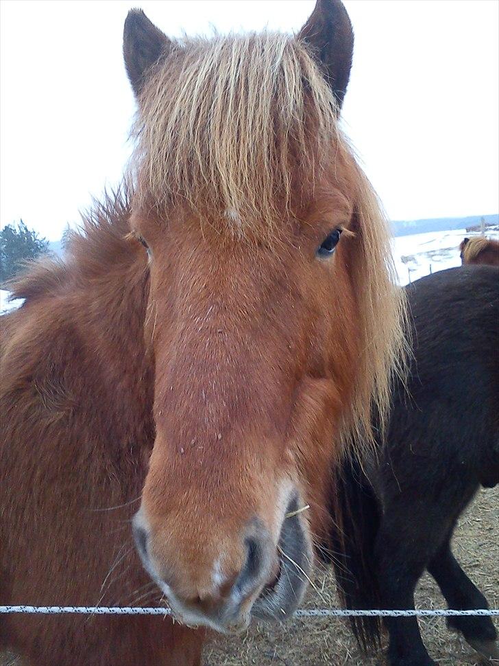 Islænder Loki- Passer - Hej med jer ;) billede 1