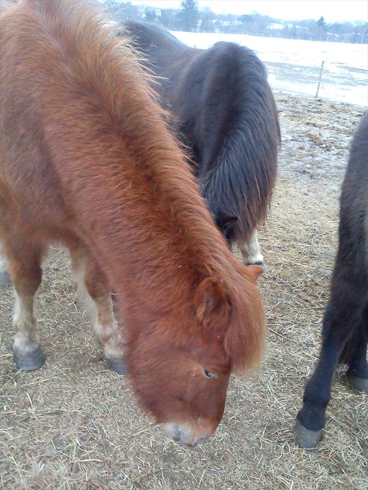 Islænder Loki- Passer - Umm :) billede 3