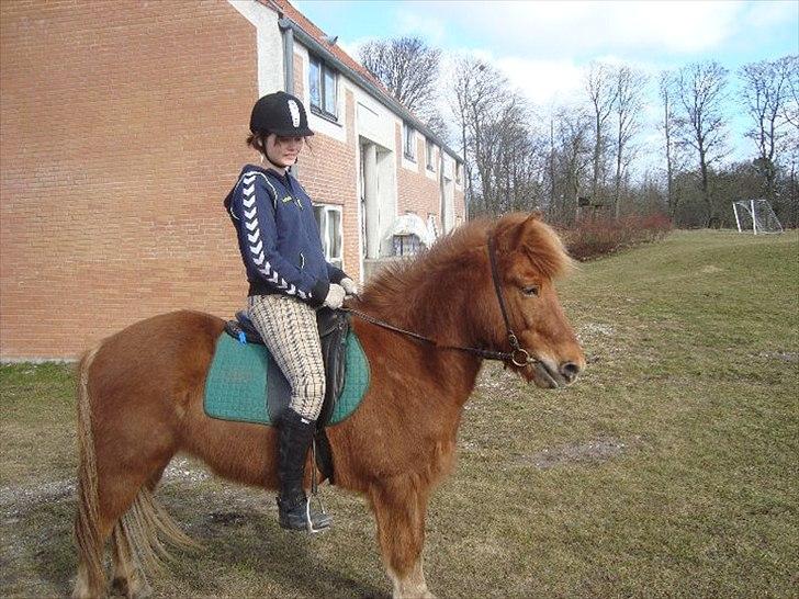 Islænder Loki- Passer - På vej ud på tur :) billede 4