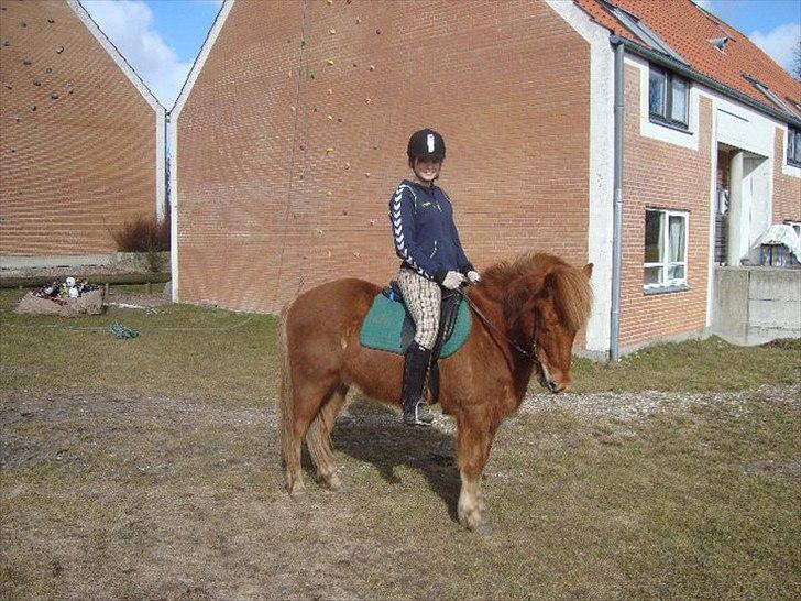 Islænder Loki- Passer - Jeg er fin ;) billede 5