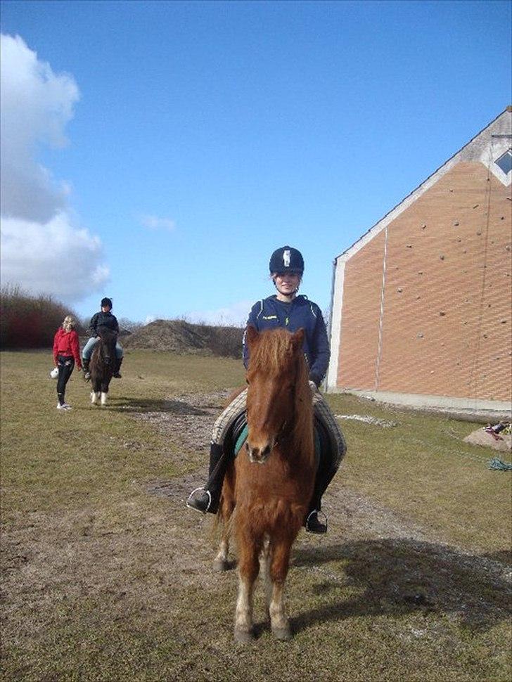 Islænder Loki- Passer - Jeg står bare og venter :) billede 6