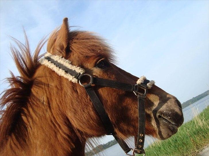 Islænder Loki- Passer - Turen til den anden side af Mariager-fjord :) billede 7