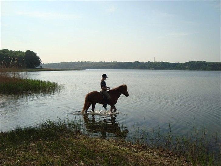 Islænder Loki- Passer - Ude i fjorden, han elsker vand :) billede 8