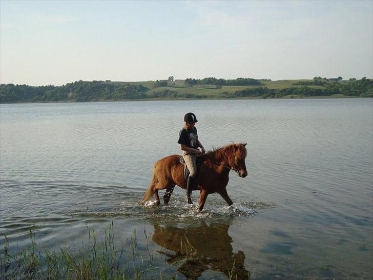 Islænder Loki- Passer - Dejligt at bade :) billede 9