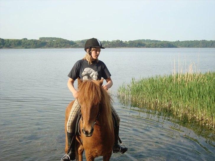 Islænder Loki- Passer - Jeg elsker vand :) billede 10