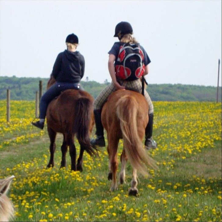 Islænder Loki- Passer - Farvel og tak fordi i kiggede- på tur til den anden side af fjorden, det var super hyggeligt :) billede 11