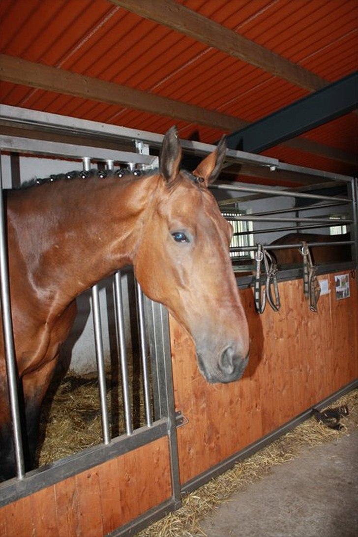 Zangersheide Goss Alfarvad Z - Goss i hans boks inden stævne. Smuk som altid. Fotograf:Stinna(Bedsteveninde)- Mange tak fordi du kiggede. Læg gerne en kommentar og bedømmelse. Selvføgelig giver jeg også din hest tilbage :D billede 20