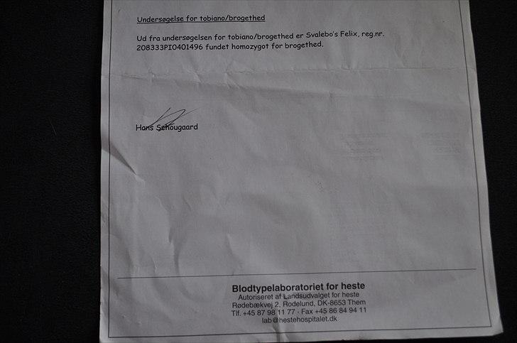 Pinto Svalebos Felix - Pinto billede 8