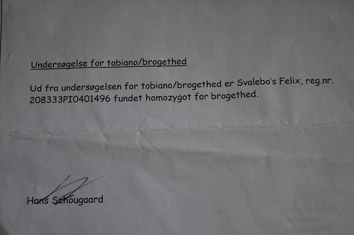 Pinto Svalebos Felix - Pinto billede 9