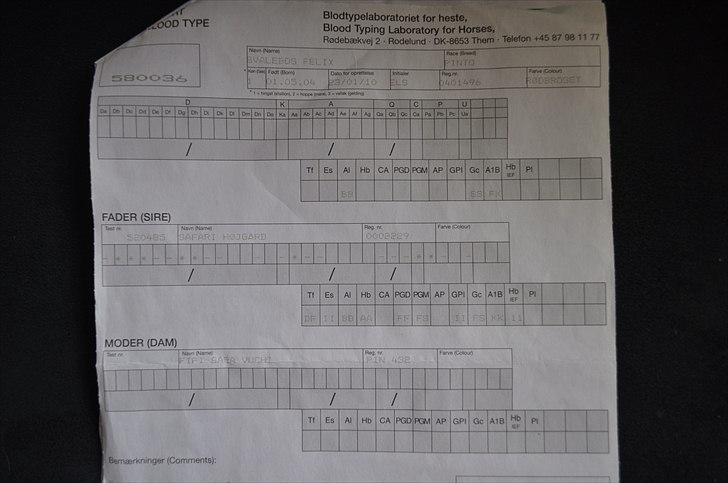 Pinto Svalebos Felix - Pinto billede 10