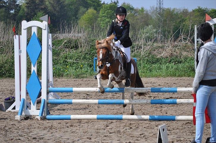 Pinto Svalebos Felix - Pinto billede 11