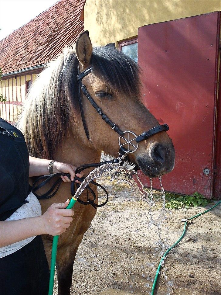 Anden særlig race Bianca - Hun drikker fra vandslangen :D billede 13