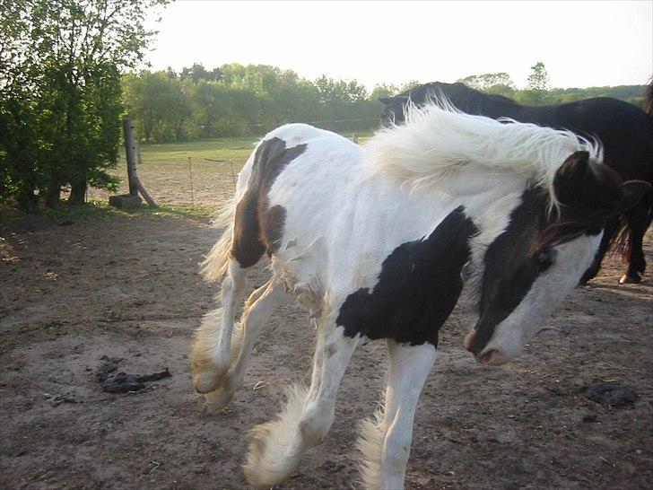 Tinker Connor billede 16