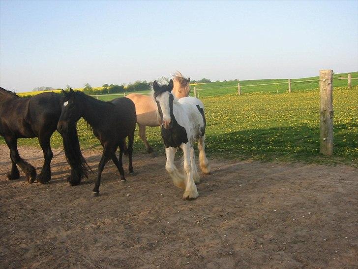 Tinker Connor billede 17