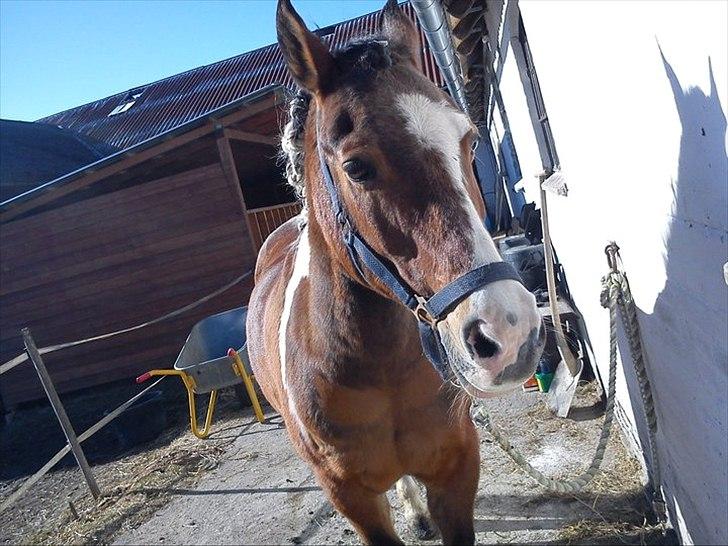 Pinto TIPPI<3  - 2. Fordi du er den bedste<3 Foto: Mig. billede 2