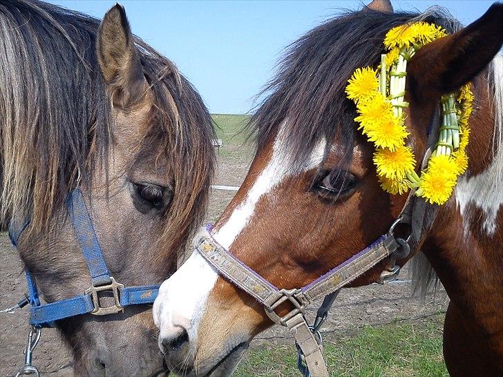 Pinto TIPPI<3  - 4. Fordi du elsker mad<3 Foto: mig. billede 4