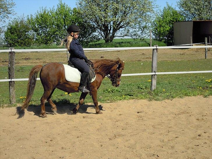 Welsh Partbred (Sec F) Evita Engmarkshus - Evita maj 2011 billede 1