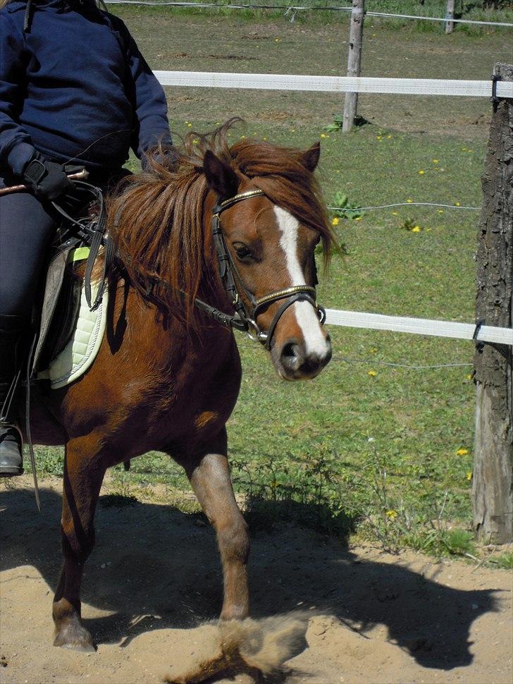 Welsh Partbred (Sec F) Evita Engmarkshus - Evita maj 2011 billede 2