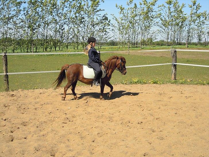 Welsh Partbred (Sec F) Evita Engmarkshus - Evita maj 2011 billede 3