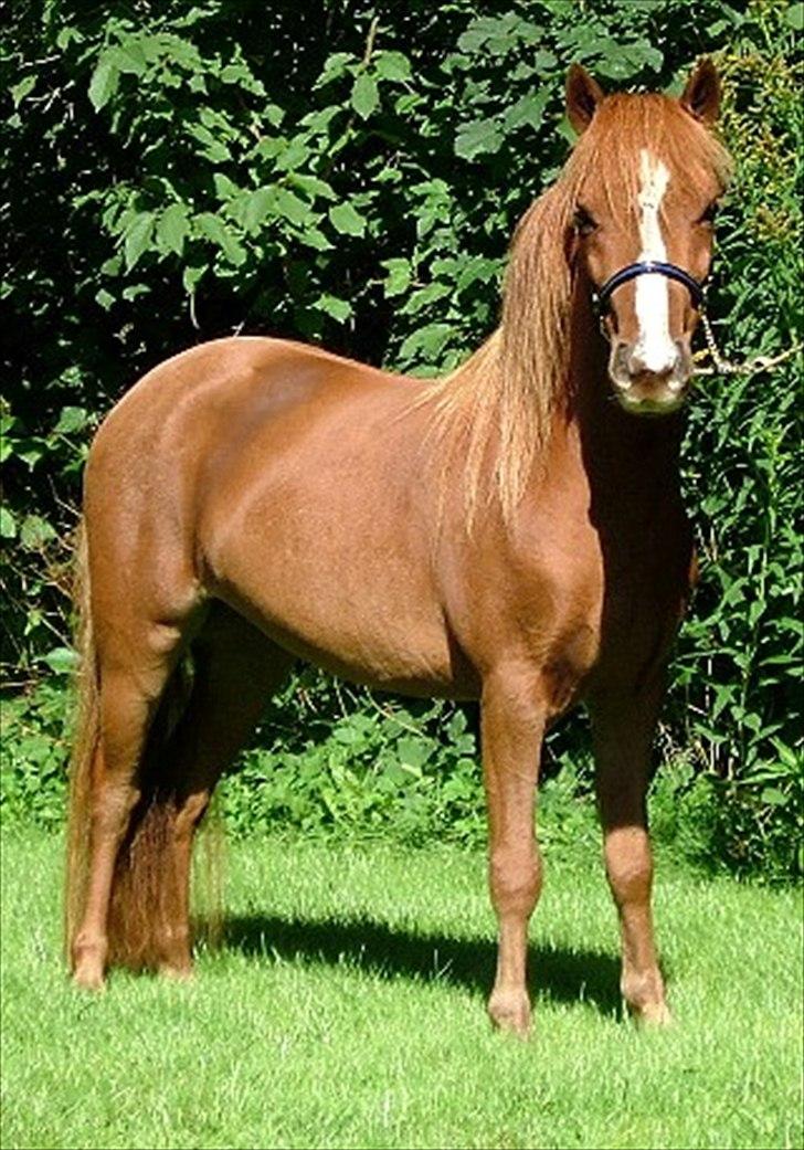 Welsh Partbred (Sec F) Evita Engmarkshus - Evita sommer 2005 inden træning. billede 4