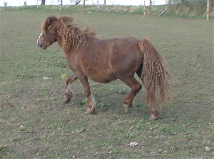 Welsh Partbred (Sec F) Evita Engmarkshus - Evita april 2010 kort tid før foling billede 5
