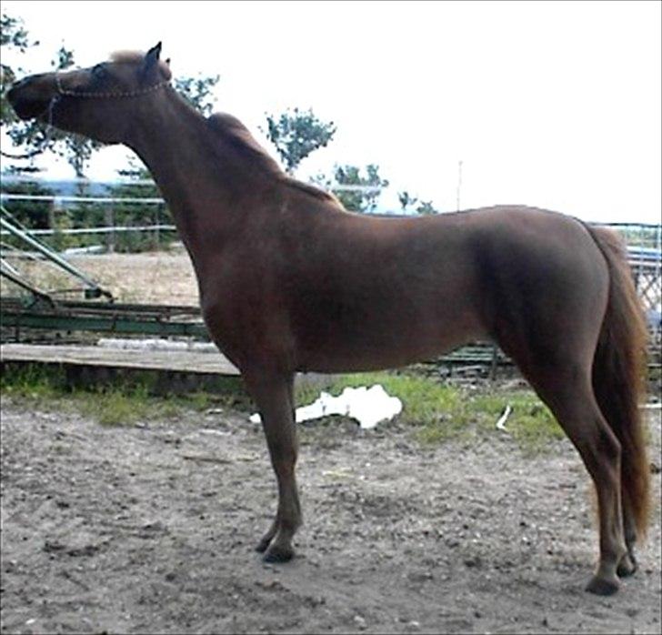 Welsh Partbred (Sec F) Evita Engmarkshus - Evita 2005 dagen før føl og dlag skue i DMHF billede 6