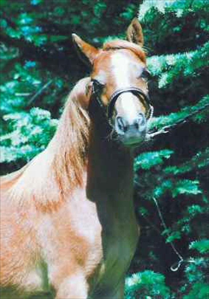 Welsh Partbred (Sec F) Evita Engmarkshus - Evita sommer 2005 inden træning. billede 7
