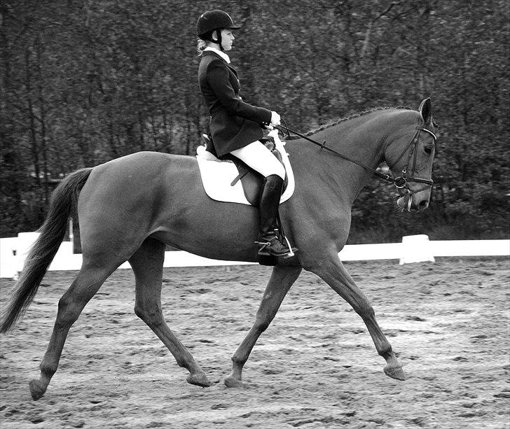 Trakehner Herbstrose - La2 i vildbjerg billede 12