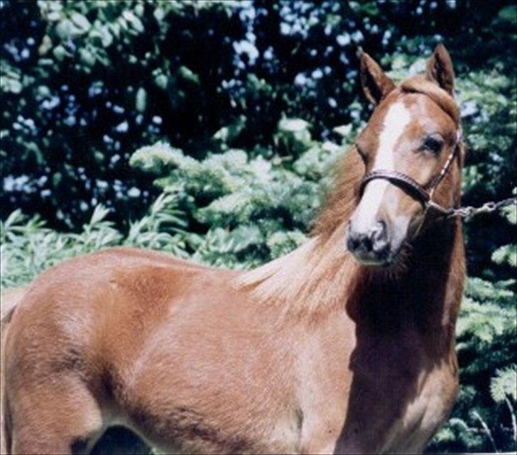 Welsh Partbred (Sec F) Evita Engmarkshus - Evita sommer 2005 inden træning. billede 9