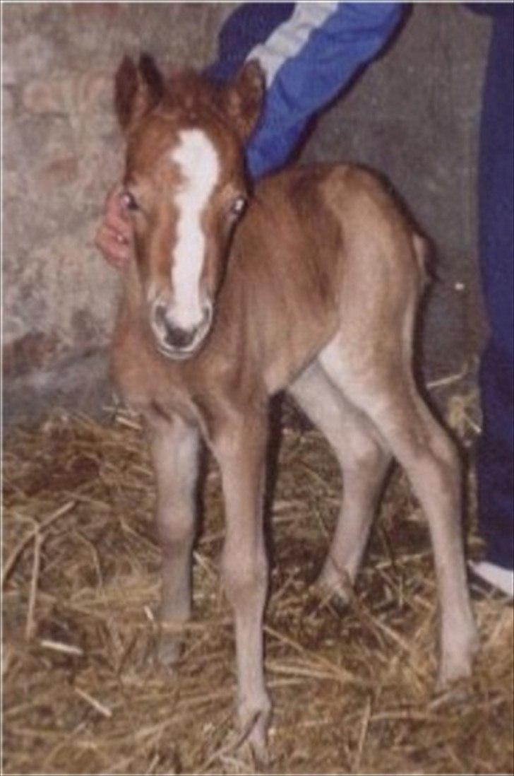 Welsh Partbred (Sec F) Evita Engmarkshus - Evita få dage gammel. billede 10