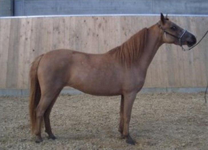 Welsh Partbred (Sec F) Evita Engmarkshus - Evita til kåring i DMHF 2007 billede 11