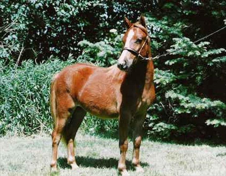 Welsh Partbred (Sec F) Evita Engmarkshus - Evita sommer 2005 inden træning. billede 12