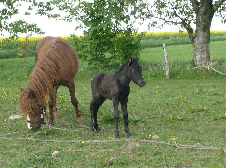 Welsh Partbred (Sec F) Evita Engmarkshus - Evita og hendes føl Espida 2010 billede 13