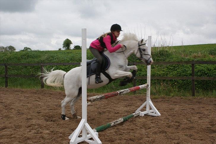 Welsh Pony (sec B) Korreborgs Henriette billede 18