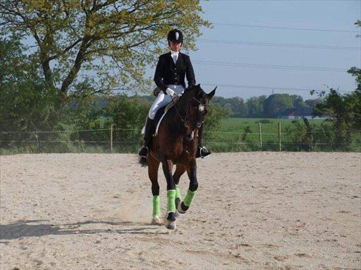 Oldenborg Uzo Horsmark billede 11