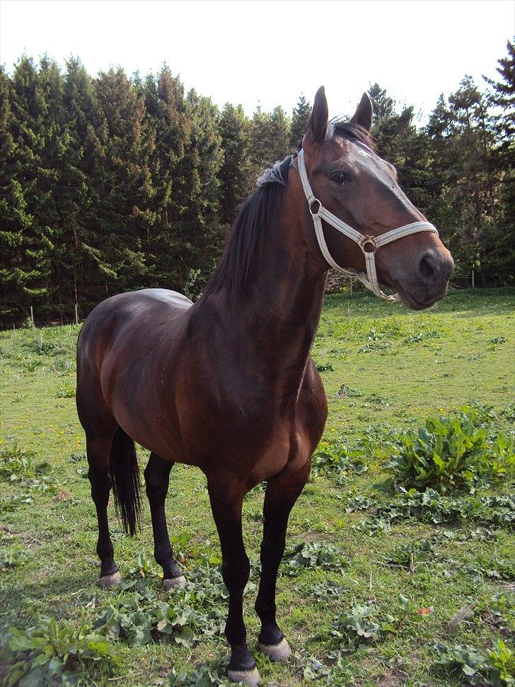 Traver Nikotin - 16) Foto: mig billede 16