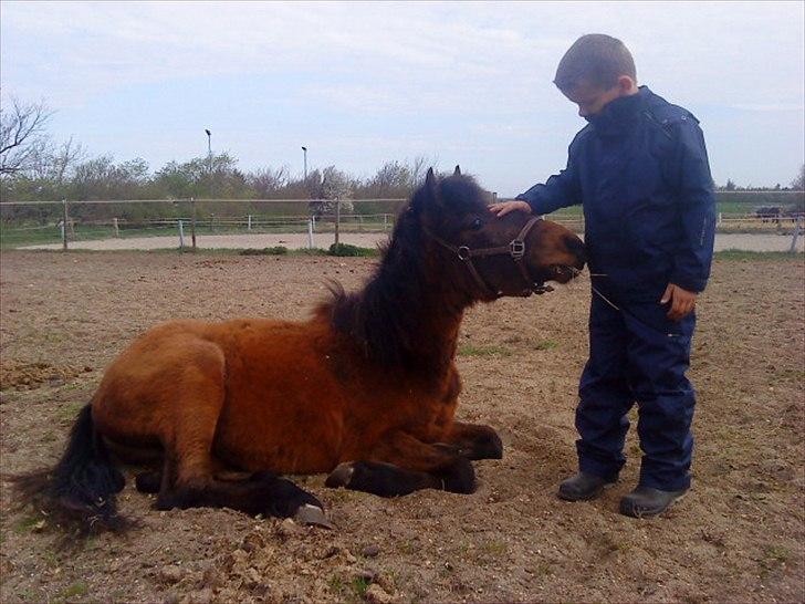 Anden særlig race Santhos (Solgt) billede 1
