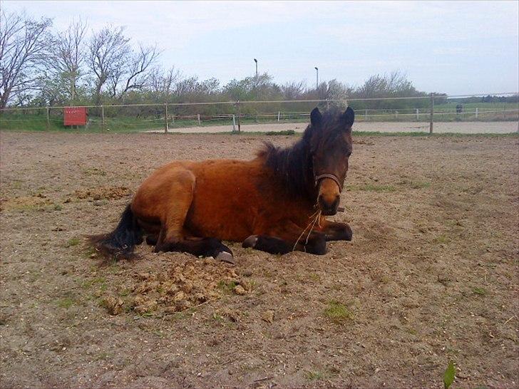 Anden særlig race Santhos (Solgt) billede 2