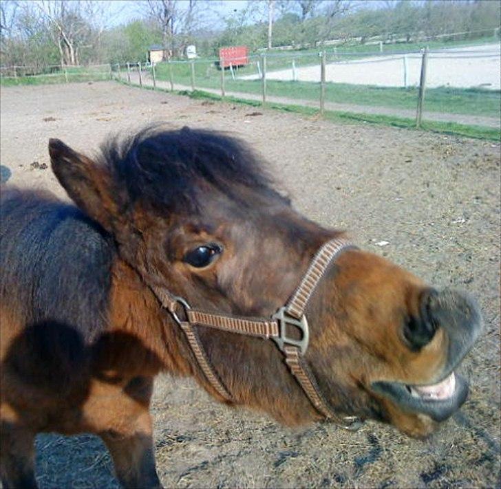 Anden særlig race Santhos (Solgt) billede 3