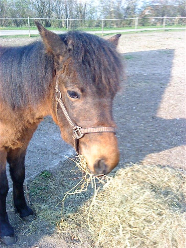 Anden særlig race Santhos (Solgt) billede 4