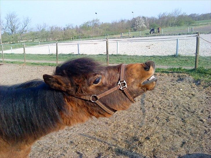 Anden særlig race Santhos (Solgt) billede 5