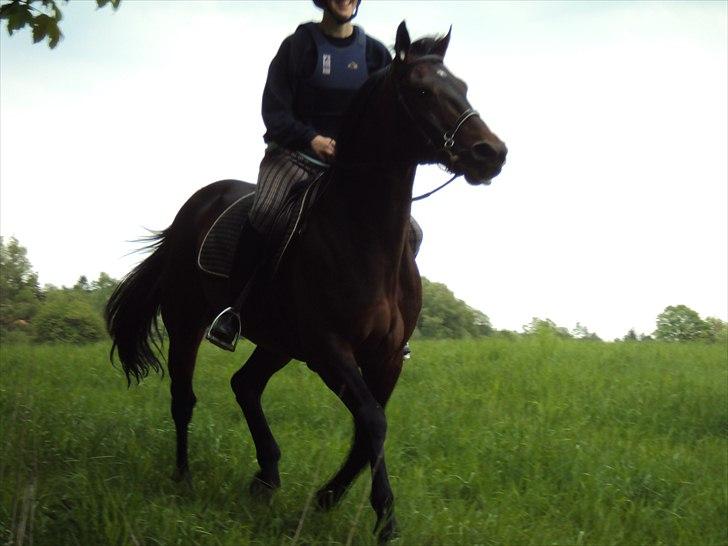 Traver Nikotin - 18) Foto: Helena billede 18