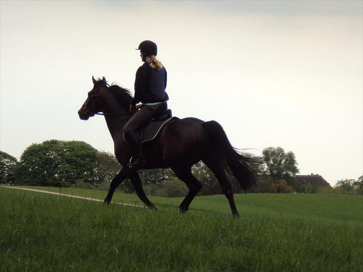 Traver Nikotin - 19) Foto: Helena billede 19