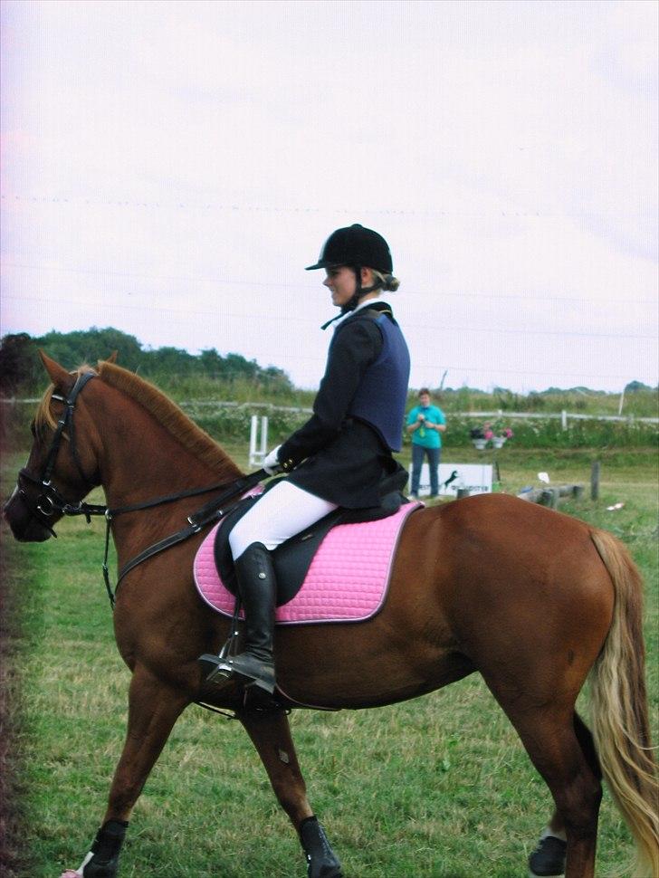 Welsh Cob (sec D)  Sophie solgt - :D stævne billede 20