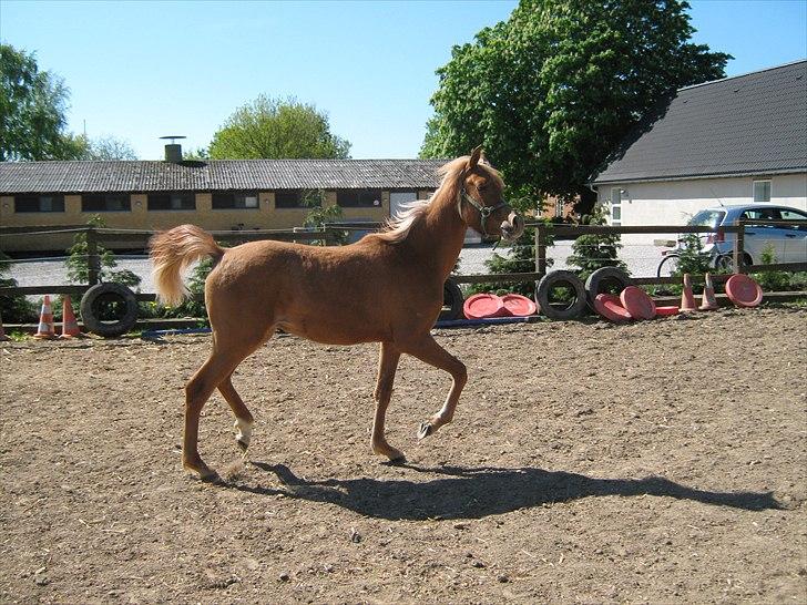 Arabisk fuldblod (OX) Alim ibn ibn washa ox billede 20