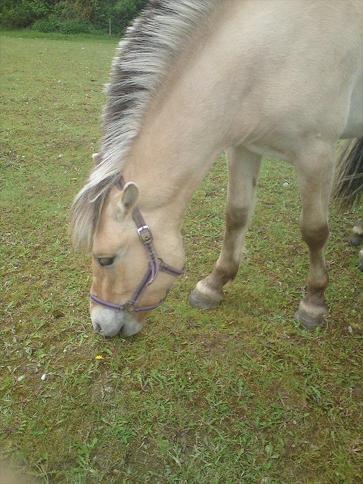 Fjordhest Loke Mørk - Loke (maj 2011) ca. 2 år og 1 måned gammel :) billede 6