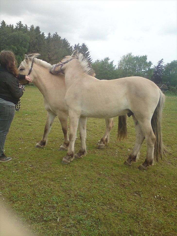 Fjordhest Loke Mørk - Loke (maj 2011) ca. 2 år og 1 måned gammel :) billede 8