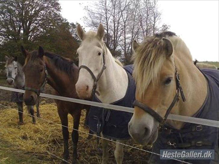 Fjordhest Flabbe (kælenavn) - Alle hestene ude hos veninden  billede 7